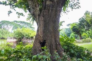 the biggest tree in the forest with a greenery view photo