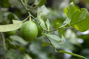 Fresh green raw lemon in the Garden tree. Testy lemon fruits. Refreshing summer drink ingredient photo