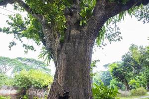 el árbol más grande del bosque con vistas a la vegetación foto