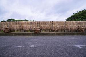 Golden wet raw jute fiber hanging under the sunlight for drying photo