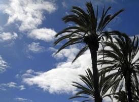 Palm trees against the blue Sky photo