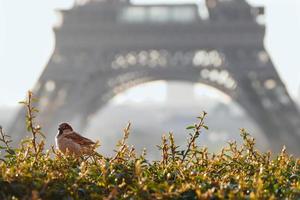 Sparrow with a partial view of the Eiffel Tower in the background during the golden hour photo