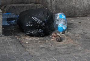 dos ratas a punto de sumergirse en una bolsa de basura foto