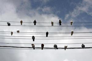 Pigeons sitting on power lines against a clouded sky photo