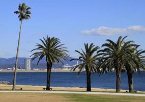 Beautiful park with palm trees in Fukuoka, Japan photo