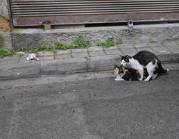 dos gatos apareándose en las calles de nicosia, chipre foto