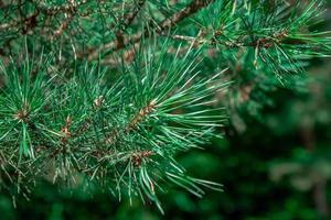 Pine tree close-up on a blurry background photo