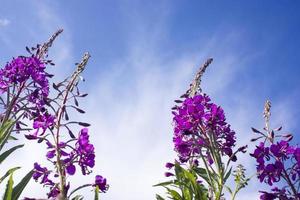 Blooming Willow herb, Ivan tea on blue sky. Willow-herb meadow. willow-herb tea, photo