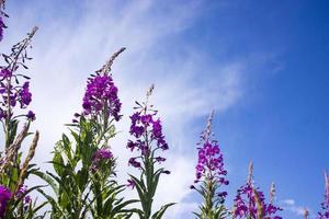 Blooming Willow herb, Ivan tea on blue sky. Willow-herb meadow. willow-herb tea, photo