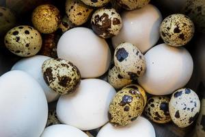 Different eggs background. Quail eggs on white dish, There are many sizes and patterns are different. photo
