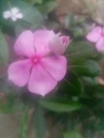 Madagasear periwinkle, wallpaper, beautiful flower, photo