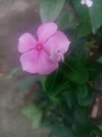 Madagasear periwinkle, wallpaper, beautiful flower, photo