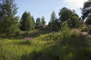 Summer landscape. Leningrad region . photo