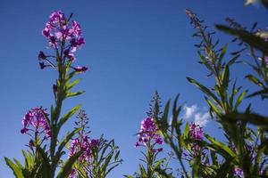 Blooming Willow herb, Ivan tea on blue sky. Willow-herb meadow. willow-herb tea, photo