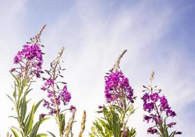 Blooming Willow herb, Ivan tea on blue sky. Willow-herb meadow. willow-herb tea, photo