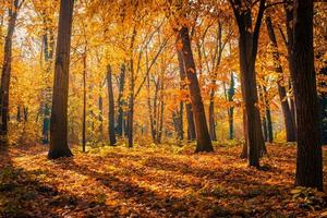 hermoso sendero en el bosque de otoño. sol a través de los árboles. hojas de otoño, colores vivos naranja amarillo dorado. fondo de aventura de otoño, naturaleza libertad follaje tranquilo. camino de paisaje soleado y pacífico