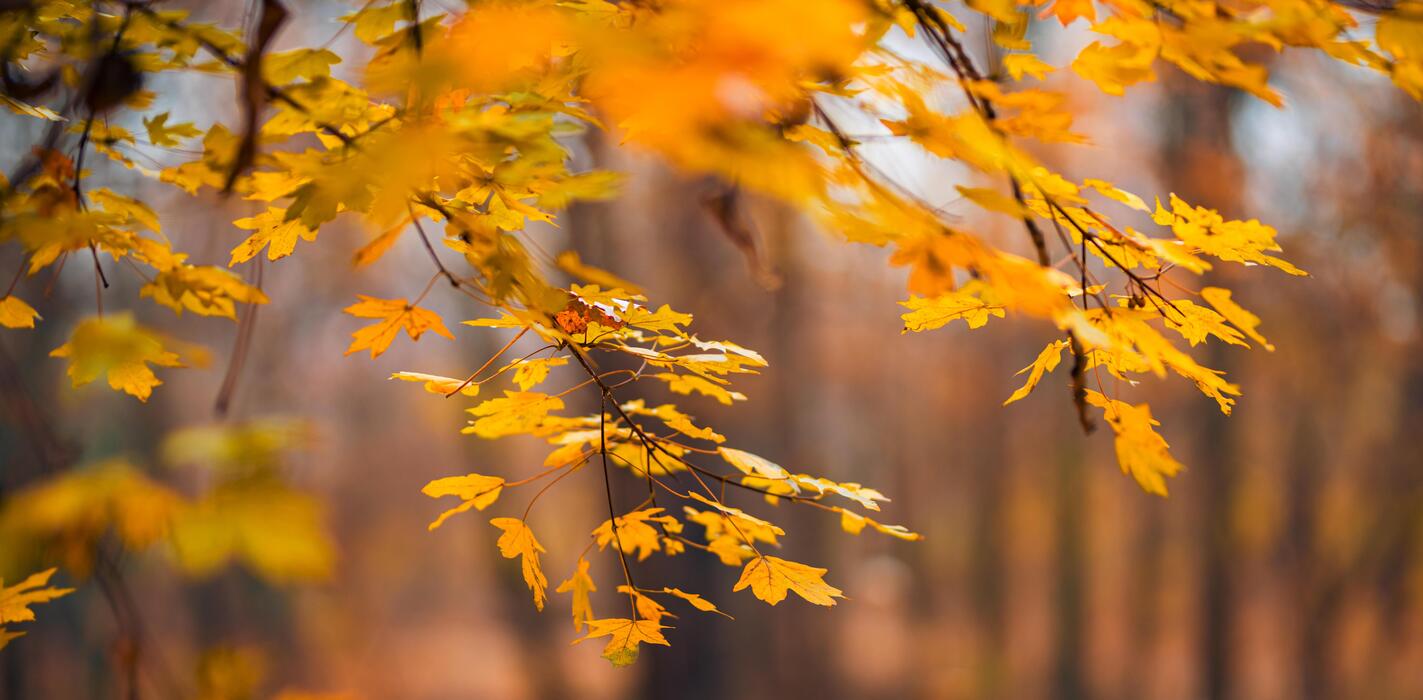 Fall Banner Stock Photos, Images and Backgrounds for Free Download