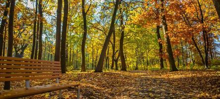 Colorful autumn park panorama, modern bench vivid colors, relaxing atmosphere. Golden fall leaves, sunny trail woodland path. Beautiful inspirational forest landscape. Fantastic nature background photo