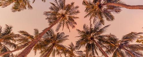 Romantic vibes of tropical palm tree with sun light on sky background. Outdoor sunset exotic foliage, closeup nature landscape. Coconut palm trees and shining sun over bright sky. Summer spring nature photo