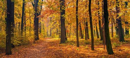 Beautiful panoramic autumn forest nature. Vivid landscape in colorful fall leaves with sun rays through branches of trees. Amazing nature panorama, fantasy idyllic scenic, tranquil sunset pathway photo