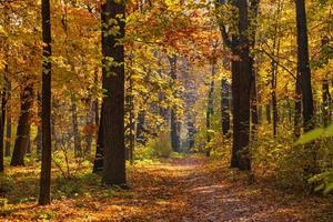 Beautiful trail in autumn forest. Sunshine through the trees. Autumn leaves, gold yellow orange vivid colors. Fall adventure background, nature freedom tranquil foliage. Peaceful sunny landscape path photo