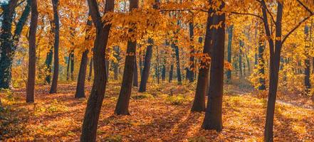 Beautiful panoramic autumn forest nature. Vivid landscape in colorful fall leaves with sun rays through branches of trees. Amazing nature panorama, fantasy idyllic scenic, tranquil sunset pathway photo