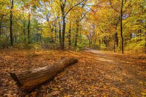 naturaleza del bosque de otoño. bosque de puesta de sol de colores vivos con rayos de sol. Registro antiguo en primer plano, paisaje natural de otoño pacífico. hojas coloridas, sendero tranquilo, bosque dorado. concepto de libertad foto