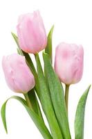 Fresh pink tulip flowers bouquet on shelf in front of wooden wall. photo