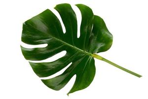 hoja de selva tropical, monstera, descansando sobre una superficie plana, aislada sobre fondo blanco. foto