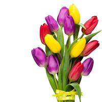 Multicolored spring flowers, tulip on a gray background. photo