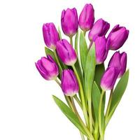Multicolored spring flowers, tulip on a gray background. photo