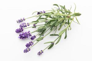 composición de flores, marco hecho de flores de lavanda sobre fondo pastel. foto