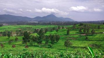 view of a tea plantation photo