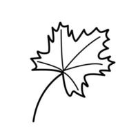 Maple leaf doodle vector illustration, isolate on white.