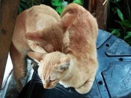 orange cat is mating photo