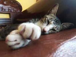 cute cat relaxing on the sofa photo