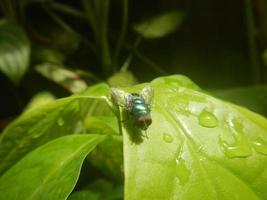 green fly perched on the leaf photo