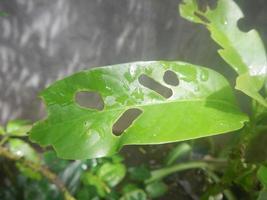 leaves eaten by caterpillars photo