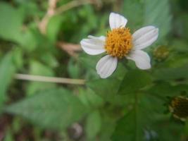 beautiful yellow white wild flowers photo