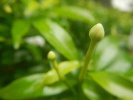 jasmine flower before blooming photo