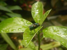 green fly perched on the leaf photo