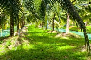 Coconut trees and blue water beauty nature in south Thailand photo