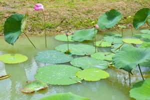pink lotus blooming leaves green  in water garden south Thailand photo