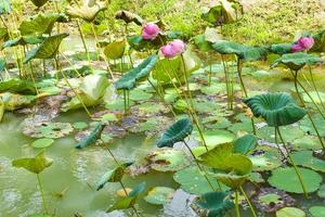 las flores rosas y las hojas de loto son hermosas en un jardín acuático junto a una plantación de coco. foto