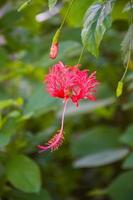 Orange-red hibiscus flowers, beautiful streaks bloom in the garden photo