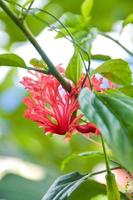 Orange-red hibiscus flowers, beautiful streaks bloom in the garden photo