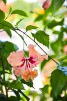 Orange-red hibiscus flowers, beautiful streaks bloom in the garden photo