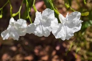 Beautiful white Mexican Bluebell blooming and petals in a Thai garden photo