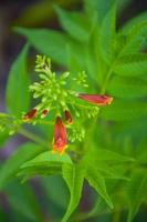 Trumpet flower Yellow buds are blooming and green leaves in the garden photo