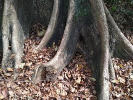 hojas secas alrededor de grandes raíces de árboles. esta imagen se puede usar para cualquier cosa relacionada con la naturaleza, el medio ambiente, el bosque, la biodiversidad, la vegetación foto